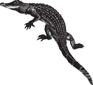 Alligator, vintage illustration.