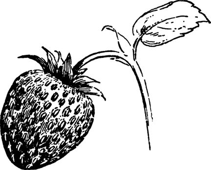 Strawberry vintage illustration. 
