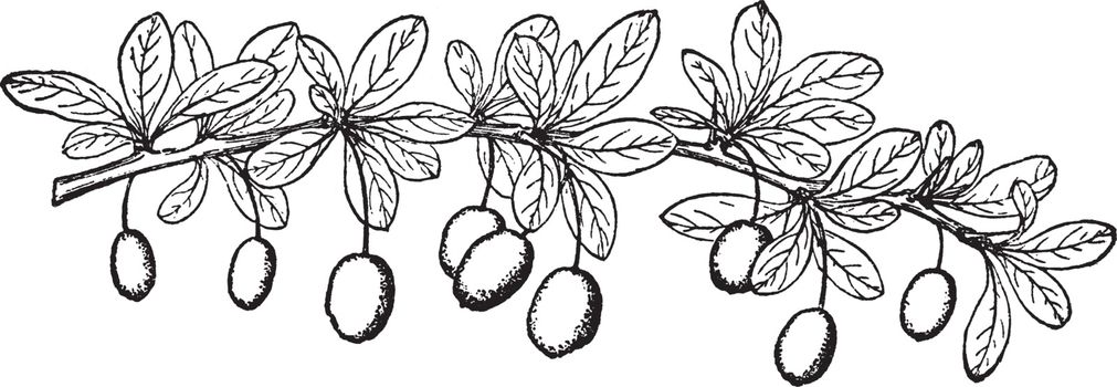 Fruiting Twig of Berberis Thunbergii vintage illustration. 
