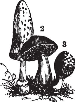 Fungi vintage illustration. 