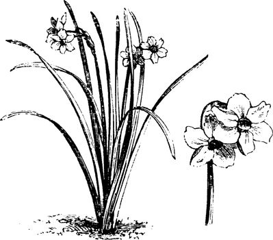 Habit and Detached Flowers of Narcissus Biflorus vintage illustr