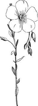 Flowering Stem of Common Flax vintage illustration. 