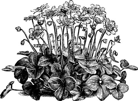 Anemone Hepatica Flower vintage illustration. 