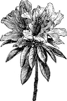 Flower of Azalea Indica vintage illustration. 