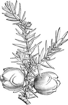 Fruiting Branchlet of Juniperus Drupacea vintage illustration. 