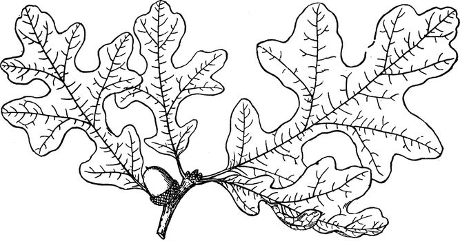 Branch of Quercus Minor vintage illustration. 