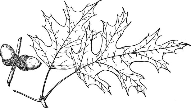 Branch of Northern Pin Oak vintage illustration. 