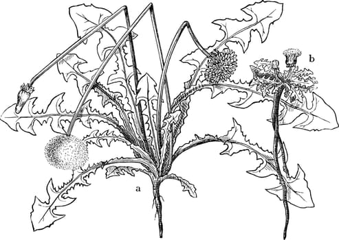 Common Dandelion vintage illustration. 