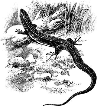 Yellow Throated Plated Lizard, vintage illustration.