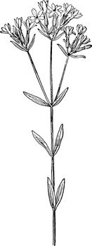 Centaurium umbellatum vintage illustration. 
