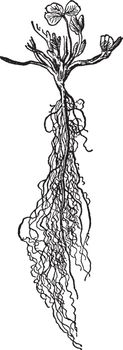 A picture showing Root system of clover is fibrous, vintage line drawing or engraving illustration.