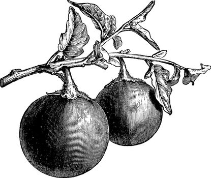 Fruiting Branch of Round Aubergine vintage illustration. 