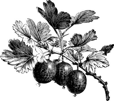 Fruiting Branch of Gooseberry vintage illustration. 