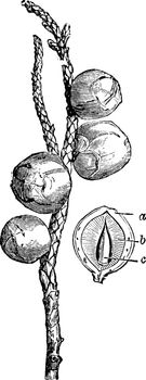 Fruiting Twig of Juniperus Californica vintage illustration. 