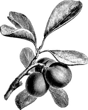 Fruiting Branch of Plum vintage illustration. 