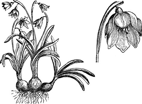Habit and Detached Flower of Leucoium Vernum vintage illustratio