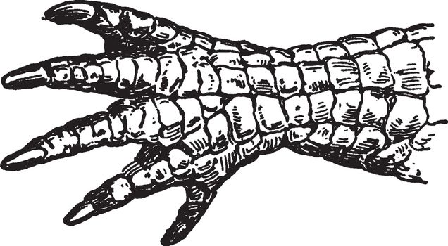 Alligator, vintage illustration.