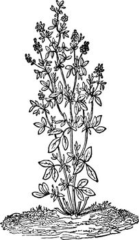 Lucerne or Alfalfa Plant vintage illustration. 