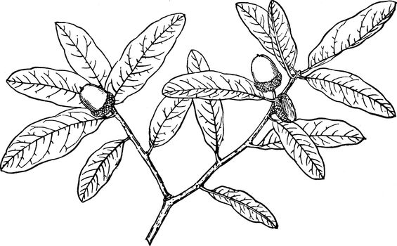 Branch of Quercua Oblongifolia vintage illustration. 