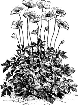 Anemone Sylvestris Flower vintage illustration. 