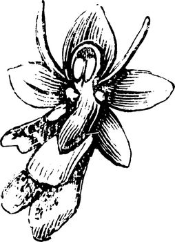Flower of Fly Orchis vintage illustration. 