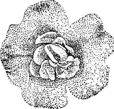 Flower of Mimulus Luteus Neuberti vintage illustration. 