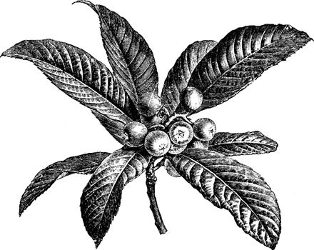 Fruiting Branchlet of Photinia Japonica vintage illustration. 