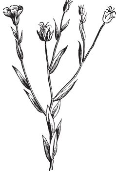 A picture is showing Flax, it also known as Linseed. It belongs to Linaceae family. This is an ornamental plant and it grown for its oil. Flax fibers are used to make linen, vintage line drawing or engraving illustration.