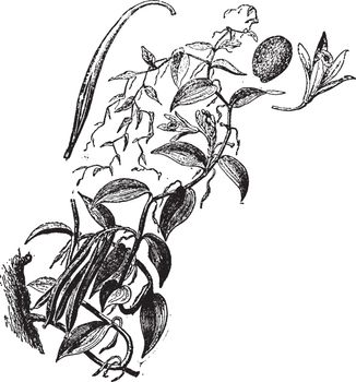 Vanilla Plant vintage illustration. 
