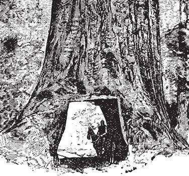 Sequoia vintage illustration. 