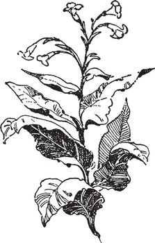 Tobacco, plant, Native, Americans vintage illustration. 