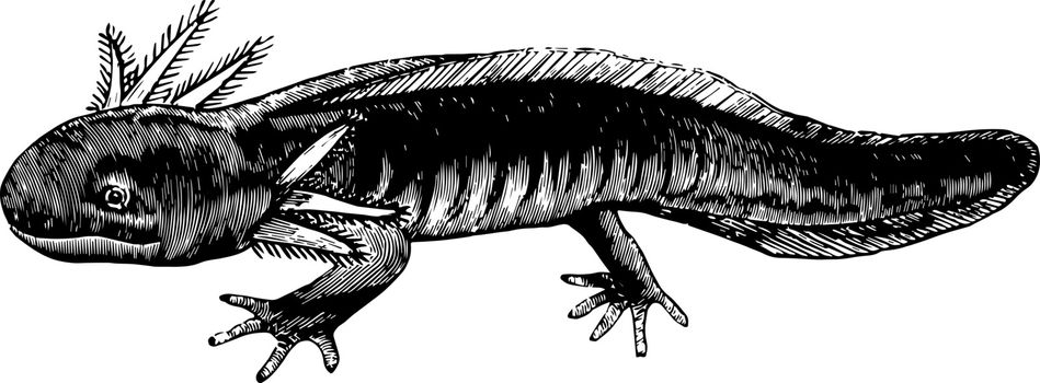 Axolotl vintage illustration