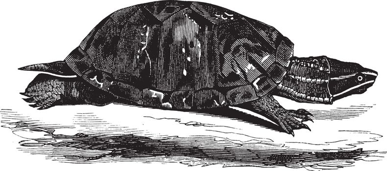 Musk tortoise, vintage illustration.