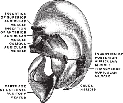 Cartilage of the Pinna, vintage illustration.