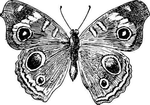 J Coenia Butterfly, vintage illustration.