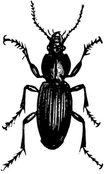 Dorsal View of Ground Beetle, vintage illustration.