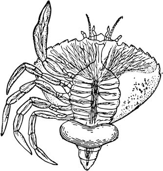Crustacean Parasite, vintage illustration.