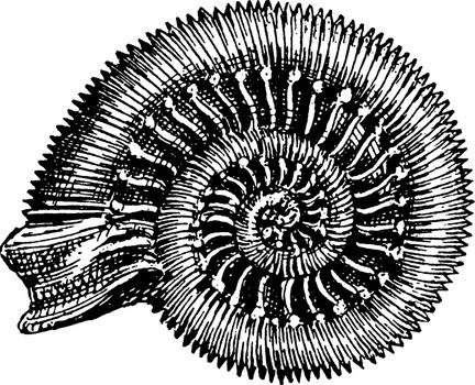 Snakestone Ammonite, vintage illustration.