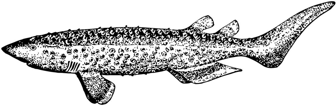 Bramble Shark, vintage illustration.