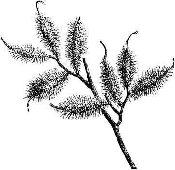 Portion of Fruiting Branch of Halesia Hispida vintage illustrati