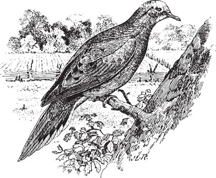 Mourning Dove, vintage illustration.