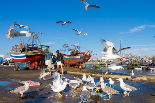 Flocks of seagulls flying over Essaouira fishing harbor, Morocco. Fishing boat docked at the Essaouira port waits for a full repair with a boat hook in the foreground