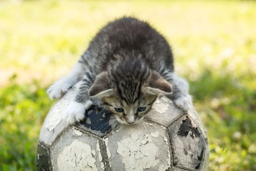 kitten with a soccer ball