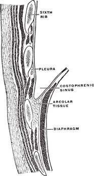 Section of the Thorax Wall, vintage illustration