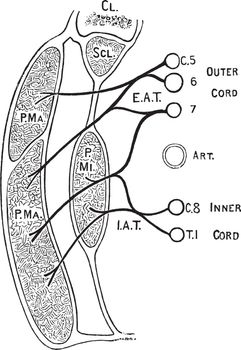 Nerves of the Pectoral Muscles, vintage illustration.