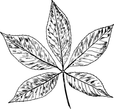 Buckeye Leaf vintage illustration. 