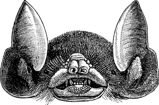 Bat Head, vintage illustration.