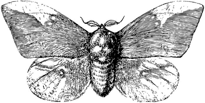 Imperial Moth, vintage illustration.