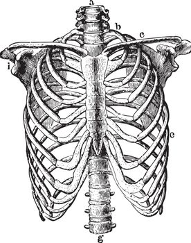 Thorax Skeleton, vintage illustration.