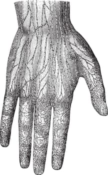 Lymphatic Vessels of the Hand, vintage illustration.